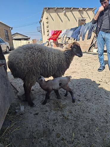 iri buynuzlu heyvan: 1ci qarındı hələ diş dəyişməyib toxludu iri heyvandı balası dişdi — 3