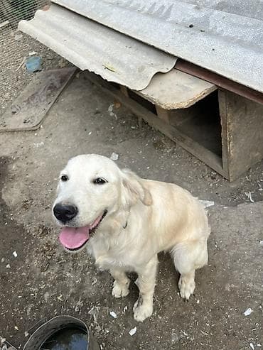 cutlesme disi: Retriever, 6 ay, Dişi — 2