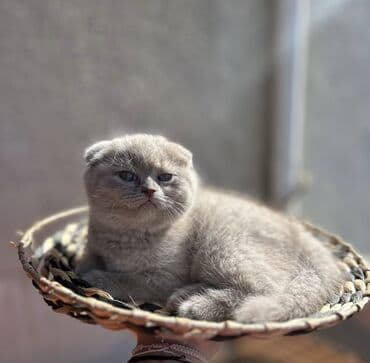 pişik latoku: Şotland yastı qulaq, Erkək, Dişi, Ödənişli çatdırılma, Ünvandan götürmə — 2