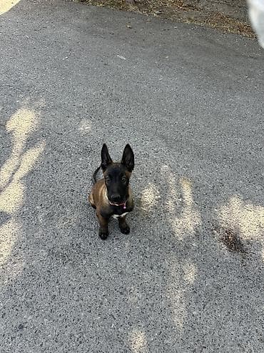 toy pudel satisi: Belçika çoban iti — 4