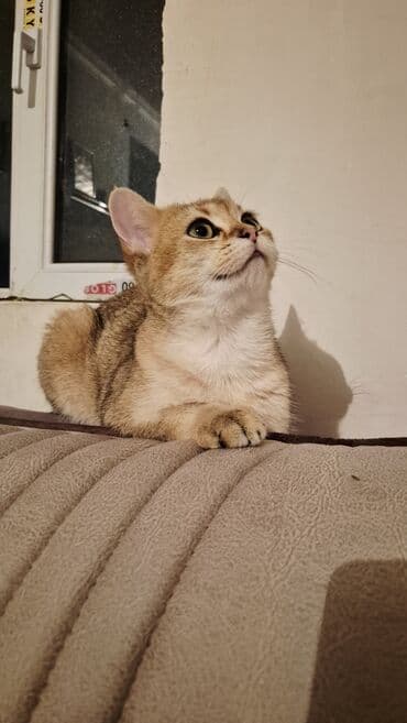 Qızıl şinşilla, Erkək, Cütləşmə üçün