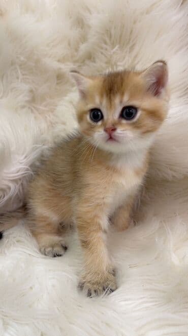 pişik paltarları: Britan, Dişi — 4