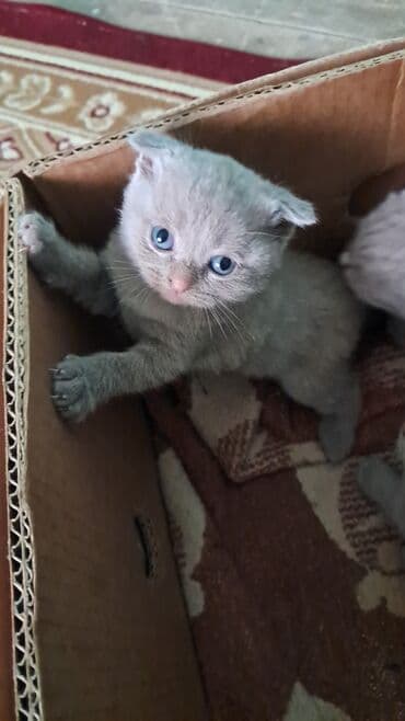 Собаки: Шотладская вислоухая, В добрые руки — 1