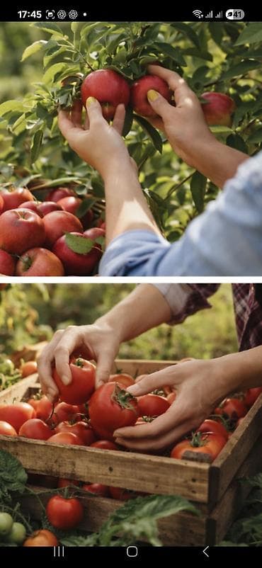 bıcaq: Bağ qayçısı, Polad — 2