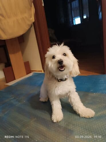 pitbull tap az: Maltipoo tipli kiçik ölçülü ev iti – ağ, buruq tüklü, qara burunlu və — 5