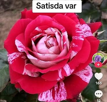arxideya gülü: Güllər Bütün Sitrus ağaclarinin satişin Edirik 🍋‍🟩🪴 Bitki və güllər — 5