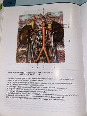 atlas koynekler: Məhsul: “İnsan Anatomiyası Atlası” – 3-cü nəşr - Müəlliflər: V.B — 9