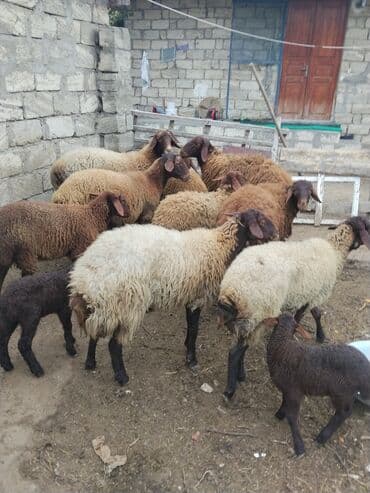 Собаки: Ana bala qoyun satılır — 2