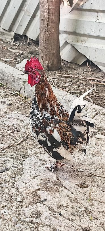 tutuquşu satışı: Yetiwkin damazliq yaponkalardi cox xirda novdu fere yumurtlayir tek — 2