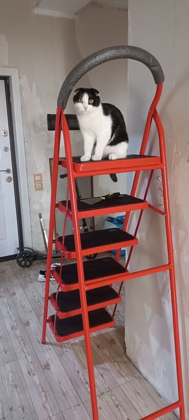 ev heyvan adlari: Şotland yastı qulaq, Erkək, Yaxşı əllərə, Ünvandan götürmə, Pulsuz çatdırılma, Ödənişli çatdırılma — 3