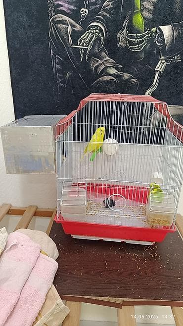 qus sesi: Təcili Satılır Hamısı Bir Yerdə Qəfəslə Birgə — 2
