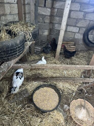 Gəmiricilər: Dişi, | Lal ördək, Damazlıq — 9