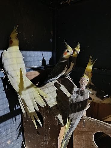 Попугаи: Nimfa (cockatiel) papuqayları – müxtəlif rənglər Məhsul təsviri: - — 1