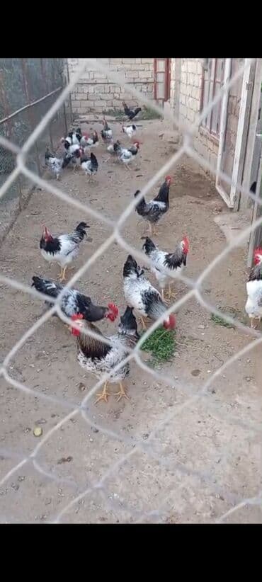 xoruzun nece rengi var: Məhsul: Təmiz həyət şəraitində saxlanılan xoruzlar Təsvir: - — 5