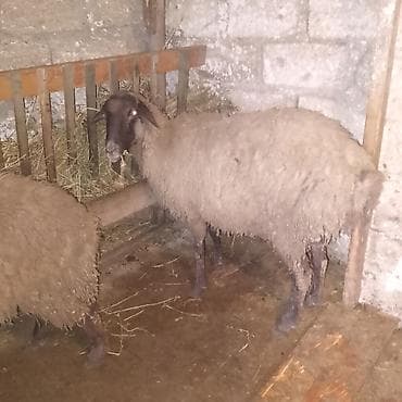 Sağlam heyvandilar - Növ: yerli qoyun (qısa/quyruqlu tip), sürü