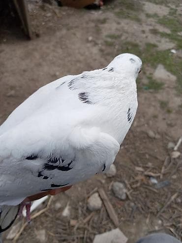 inek yemleri: Ağ-qara naxışlı göyərçin - Rəng: əsasən ağ, qanadlarda və quyruqda — 4