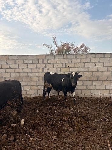 Dana, buzov, Erkək, ay: 1, 250 kq, Ətlik, Ünvandan götürmə