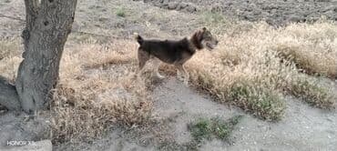 qapi iti: 3 il, Erkek, Peyvəndli, Ünvandan götürmə — 2