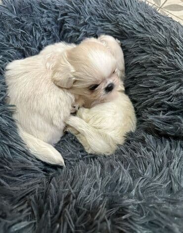 породистые собаки в добрые руки: Pekines — 5