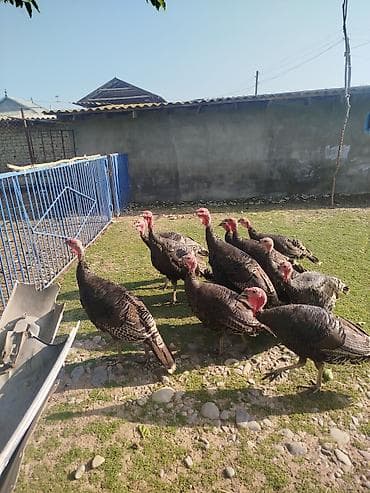 amerkan bronz: Dişi, Amerika, Damazlıq — 7