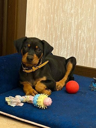 doberman itleri: Doberman, Dişi — 3