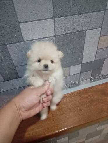 balaca tuklu itler: Şpitz — 2