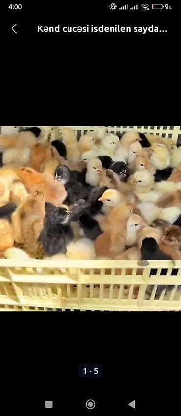 Toyuq cücələri, Ətlik