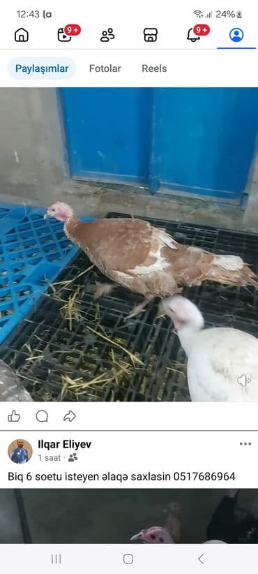 sort qoyunlar: Məhsul: Hinduşka (hind toyuğu) sürüsü – müxtəlif cins və rənglər — 2