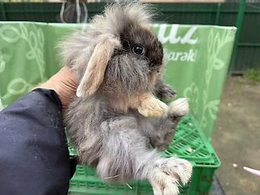 dovsan balasi: Minidovşan balaları – müxtəlif rəng və növlər - Sevimli dekorativ — 9