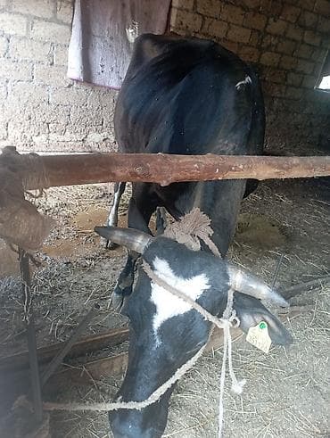 it qiz sekilleri: Süd istiqamətli qara rəngli inək - Qulaq birkası mövcuddur. - — 2