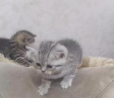 velikan dovsan satisi: Britan — 1