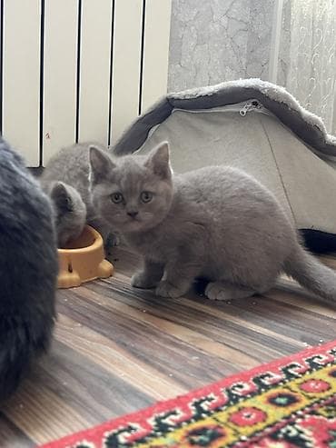 pisiy: Britan, Yaxşı əllərə — 1