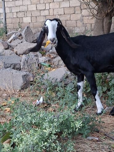 sort keciler: Dişi, Hələb, il: 2, Damazlıq, Ünvandan götürmə — 2