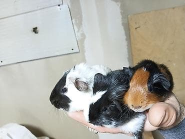 Ən sakit və ən sübür Ginepiqlər artıq hazırdır! [  ] Evdə səs-küy — 4