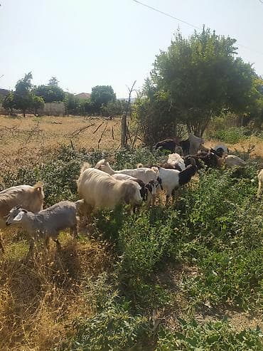 at balasi satilir: Salam Allah haminin malına bereket versin 49bas keçi satılır — 2