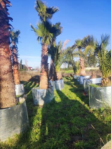 lipa ağacı: Palmalar satilir 2000nen3000manatacqeder — 10