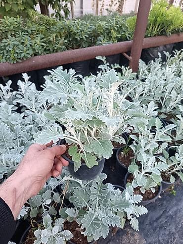 panel plastik: Məhsul: Qablarda dekorativ bəzək kolları və güllər - Qızılgül (Rosa) — 2