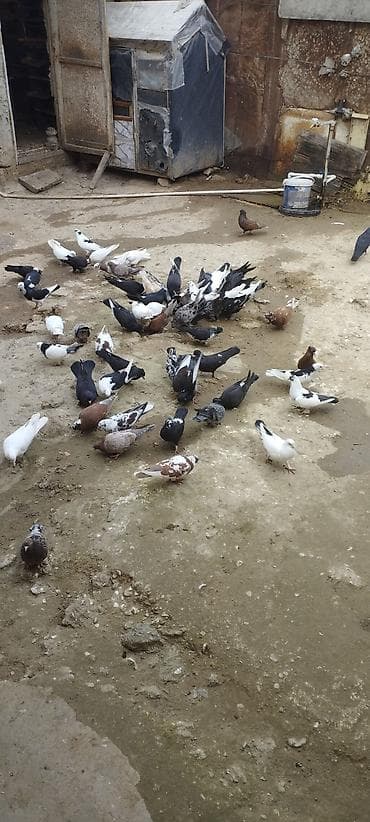 göyərçin üzükləri: Məhsul: Ev göyərçinləri (qarışıq rəng və cinslər) Təsvir: - — 5