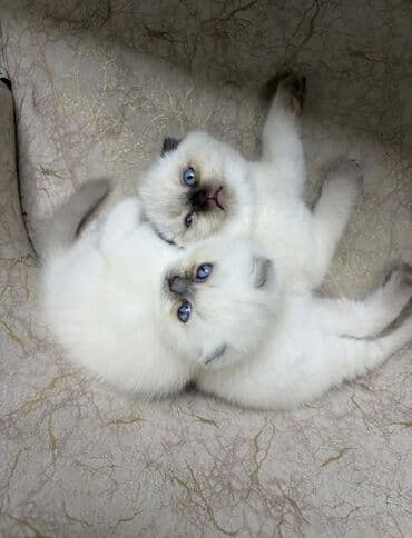 pişik balaları: Şotland yastı qulaq — 10