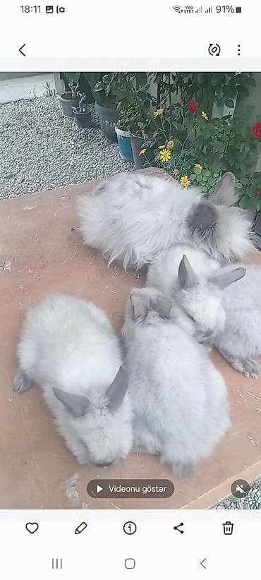 Гуси: Angora tipli dekorativ dovşan balaları
satılır. 10. m — 3