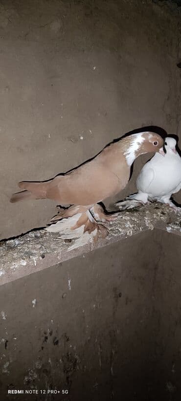 dovsan sekilleri cekmek: Maya quşdu — 2