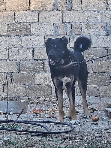 itlərin satşı: Qafqaz çoban iti, 1 il, Erkek, Pulsuz çatdırılma — 1