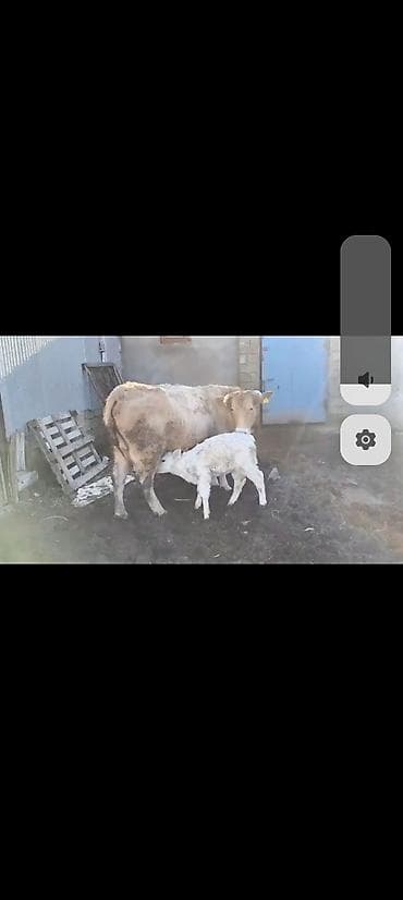 Lincoln: 3cu balasidi 10-12 südü var balasi sarol süni mayalamadan olub dişidi — 2