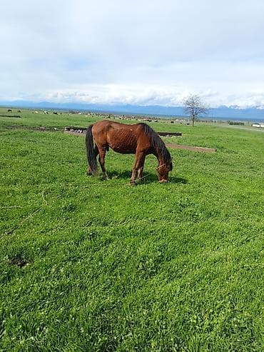 ətlik inək cinsləri: Qəhvəyi rəngli at – kənd təsərrüfatı və minik üçün - Cins: yerli — 1