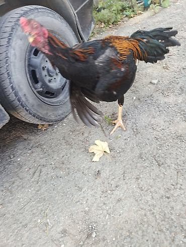 rhode island red: Dekabr ayında çıxan beçədi oynaq heyvandi tayi olsa 1. 2 dqlik alan — 4
