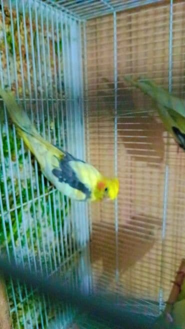 Nimfa papuqayı (Cockatiel) – sarı başlı, narıncı yanaqlı, uzun