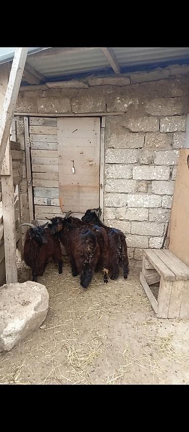 ov iti type 0: Erkəy çepisder hamısı erkeydi — 2