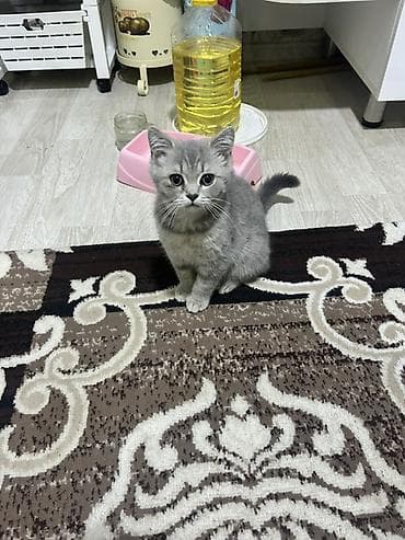 pisiy: Şotland, Dişi, Ünvandan götürmə — 2