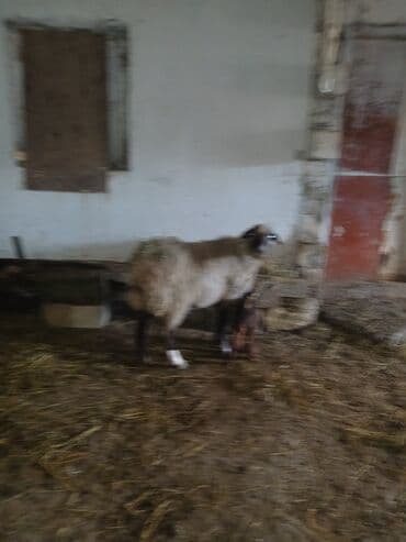 Коровы, быки: Ana bala 380man 3cu qarlndl dogur. bașqa bogaz heyvanlarlmda — 3