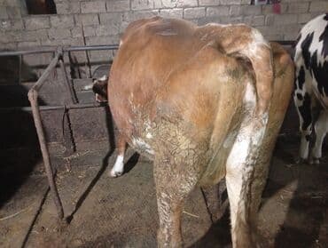 tap.az danalar: Salam fermada kime işci lazımdırsa vatsapda yazsın mene 0773133893 — 3